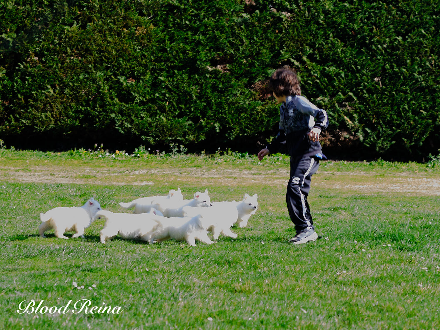 Élevage Berger Blanc Suisse Bloodreina — chiots LOF en famille